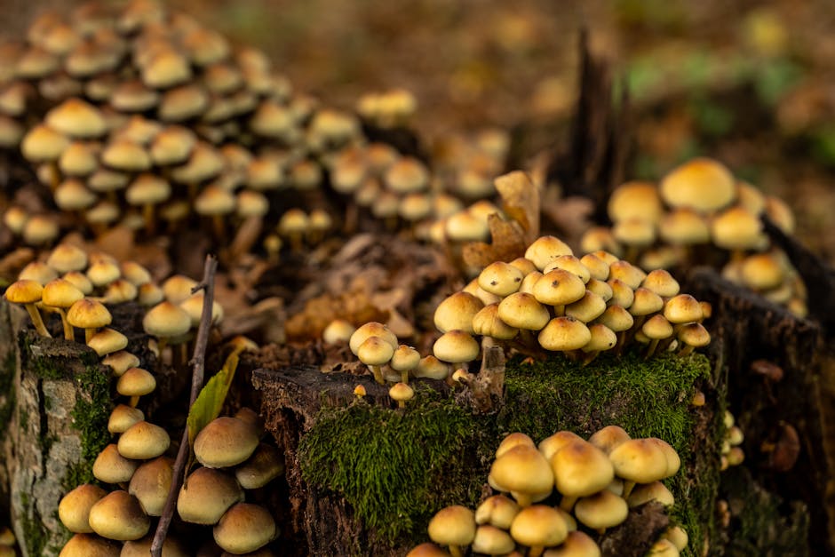 港人移民的原因與影響